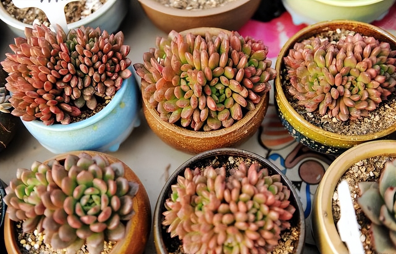 高温养兰注意事项,高温多肉怎么养