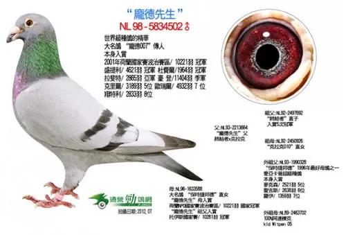 幼鸽开家游棚原因及对策,幼鸽下窝丢得快咋回事