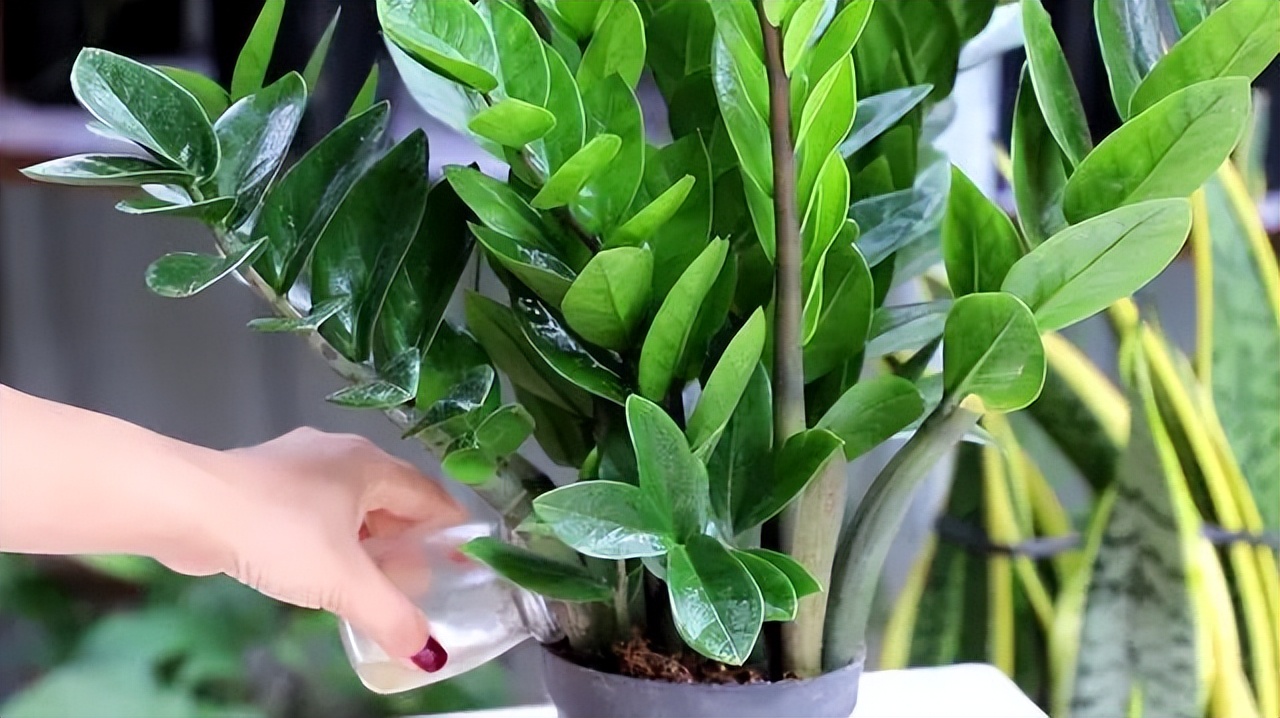 寓意吉利的花有哪些,哪一种花寓意带来好运