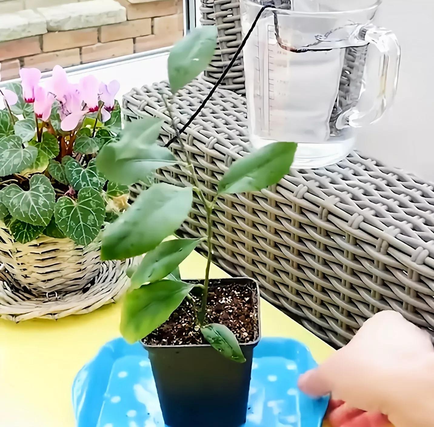 有芯卷纸挂墙上小妙招,无芯卷纸怎么抽芯出来小妙招