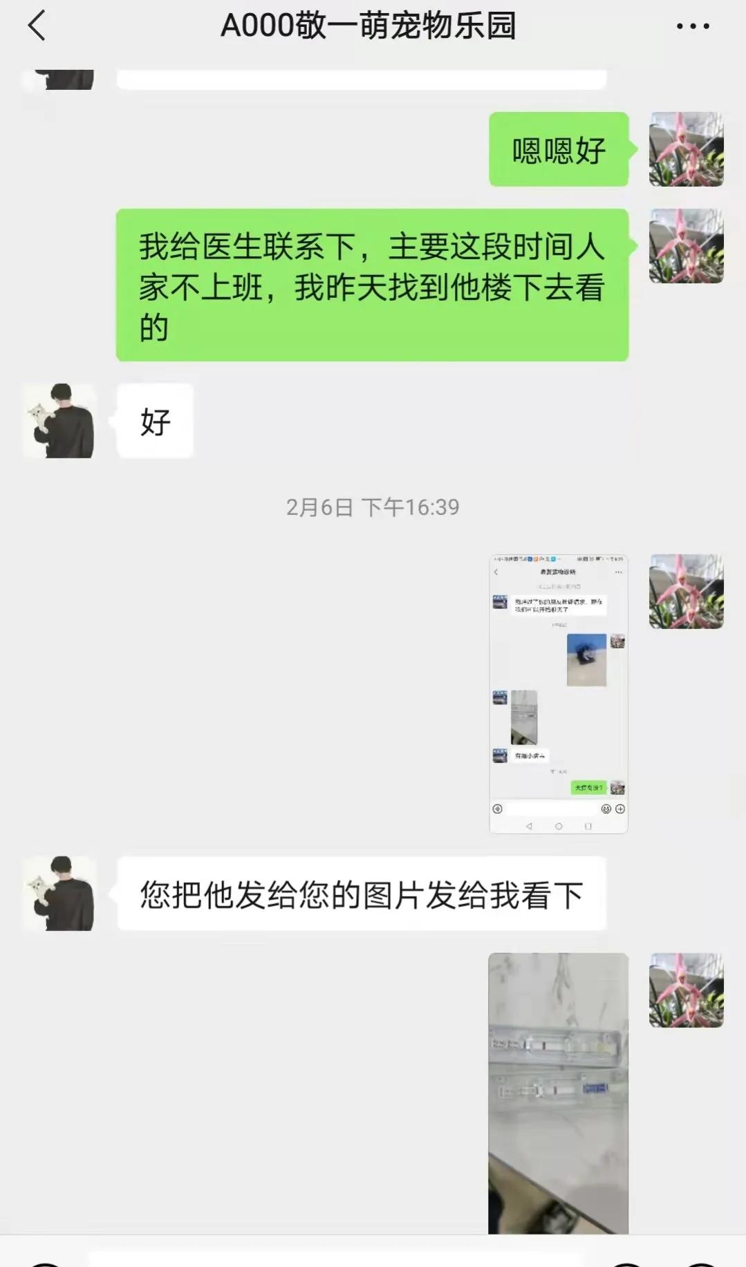 揭秘黑心宠物店卖的猫狗都不长命,曝光卖狗无良商家