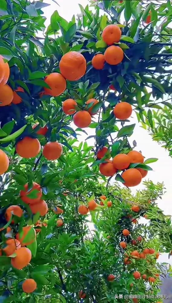 壁纸美图,各种水果,果香四溢,酸甜可口,丰收的喜悦