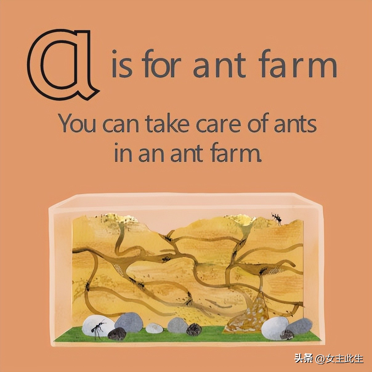 认识小动物的英语绘本,关于动物的英语绘本大全