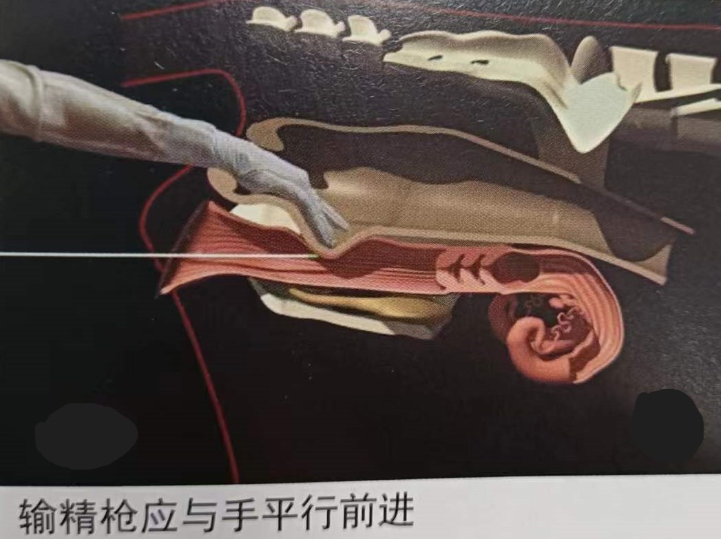 如何提高母牛同期的繁育能力,如何提高母牛受孕率