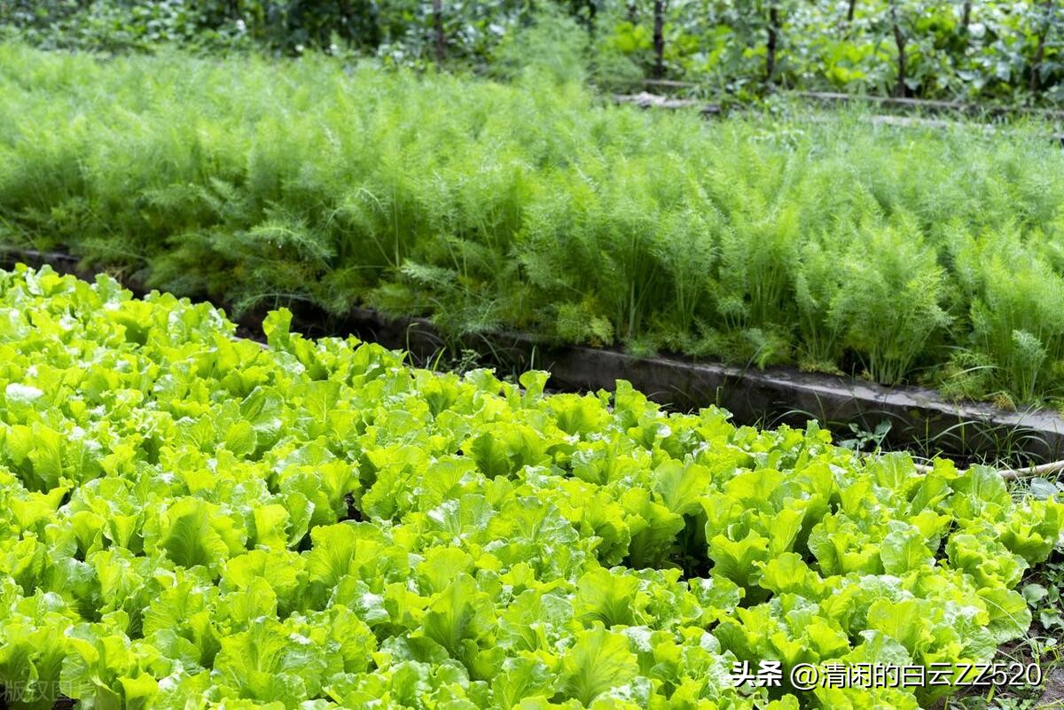 我,28岁,生完一胎后去卖菜了,在南宁从月赚3千到2万