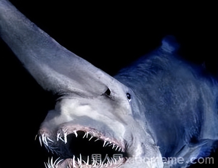 剑吻鲨和哥布林鲨是同类吗,剑吻鲨和深海霸主