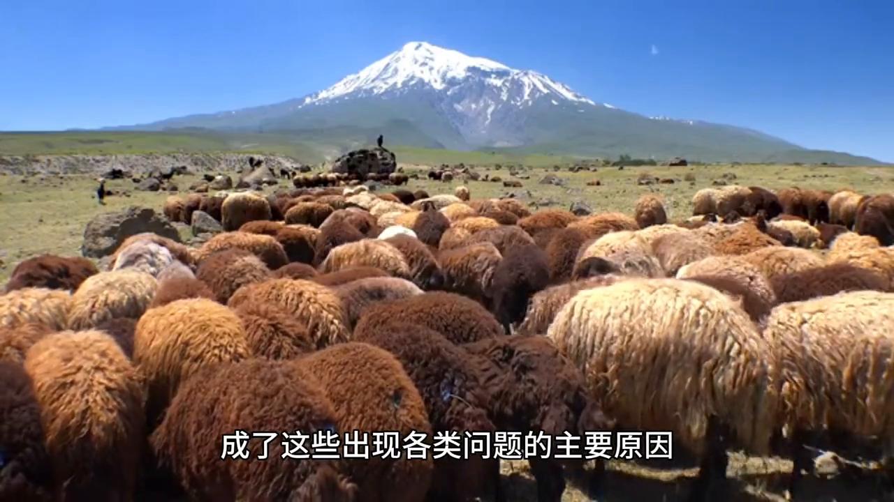 繁殖母牛#每天分享牛羊养殖小知识