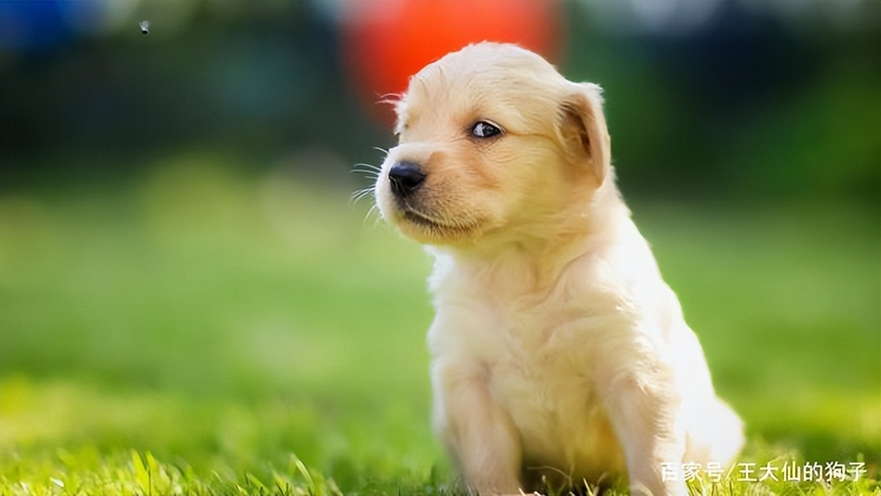 狗狗吐黄水拉肚子,狗狗拉肚子吐黄水怎么办