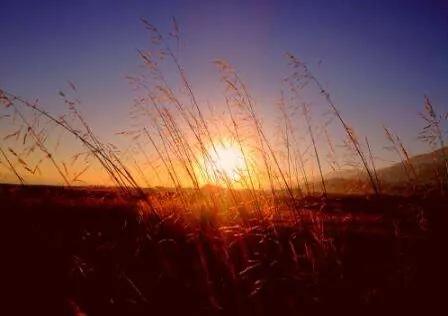 忙忙碌碌的图片配图,忙忙碌碌的生肖