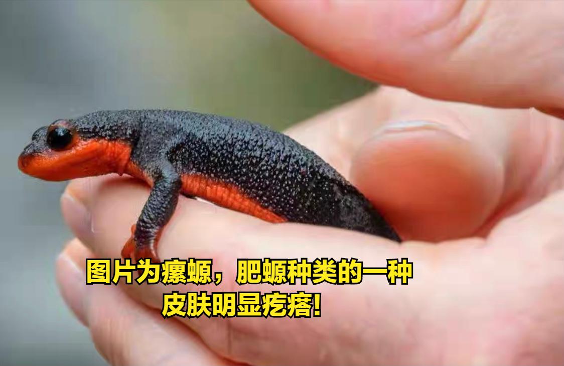 山林小精灵,中华火龙蝾螈是国家保护动物吗