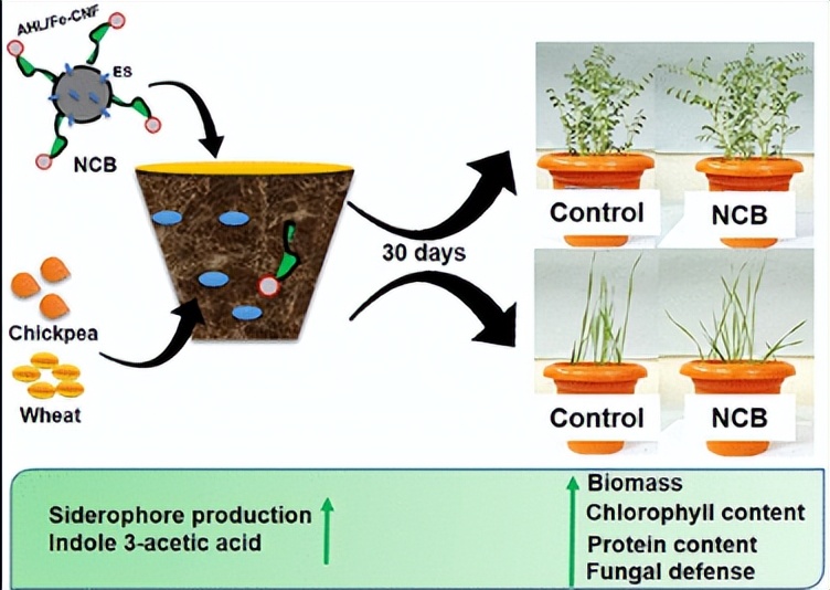 探究结节叶藻作为生物刺激剂在改善乌头草（Jacq）生长性能的用途