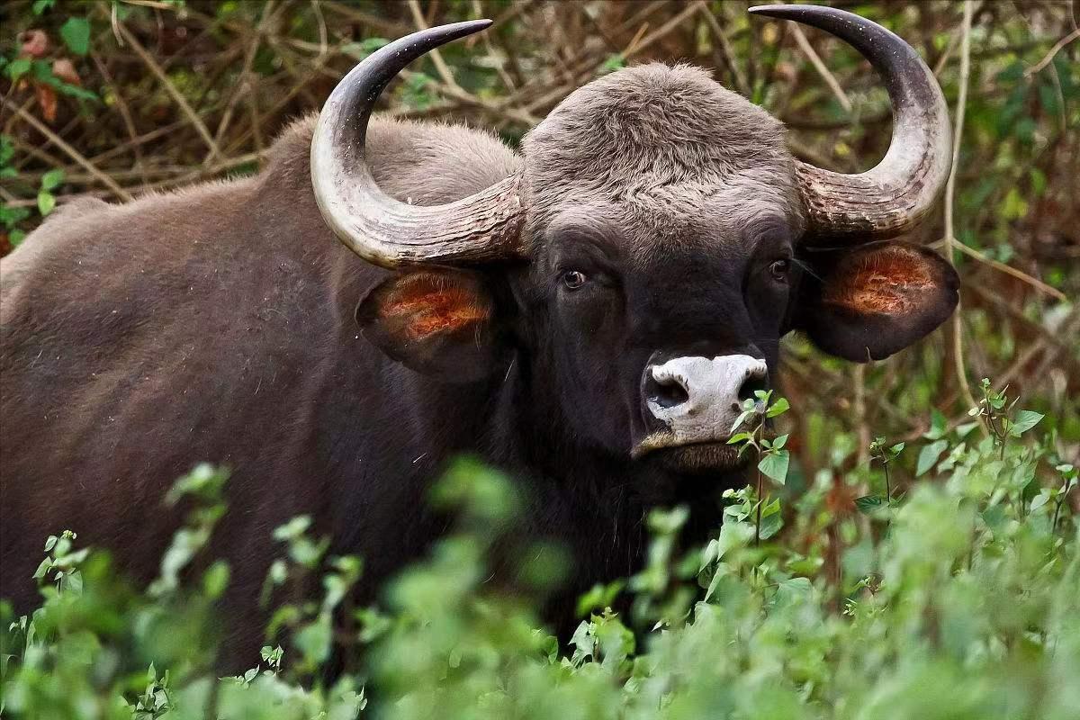 老虎可以单杀野牛，为什么两只狮子都很难搞定？狮子不如老虎？