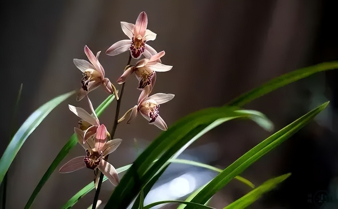 中国十大名花排行榜及图片,中国十大名花明细