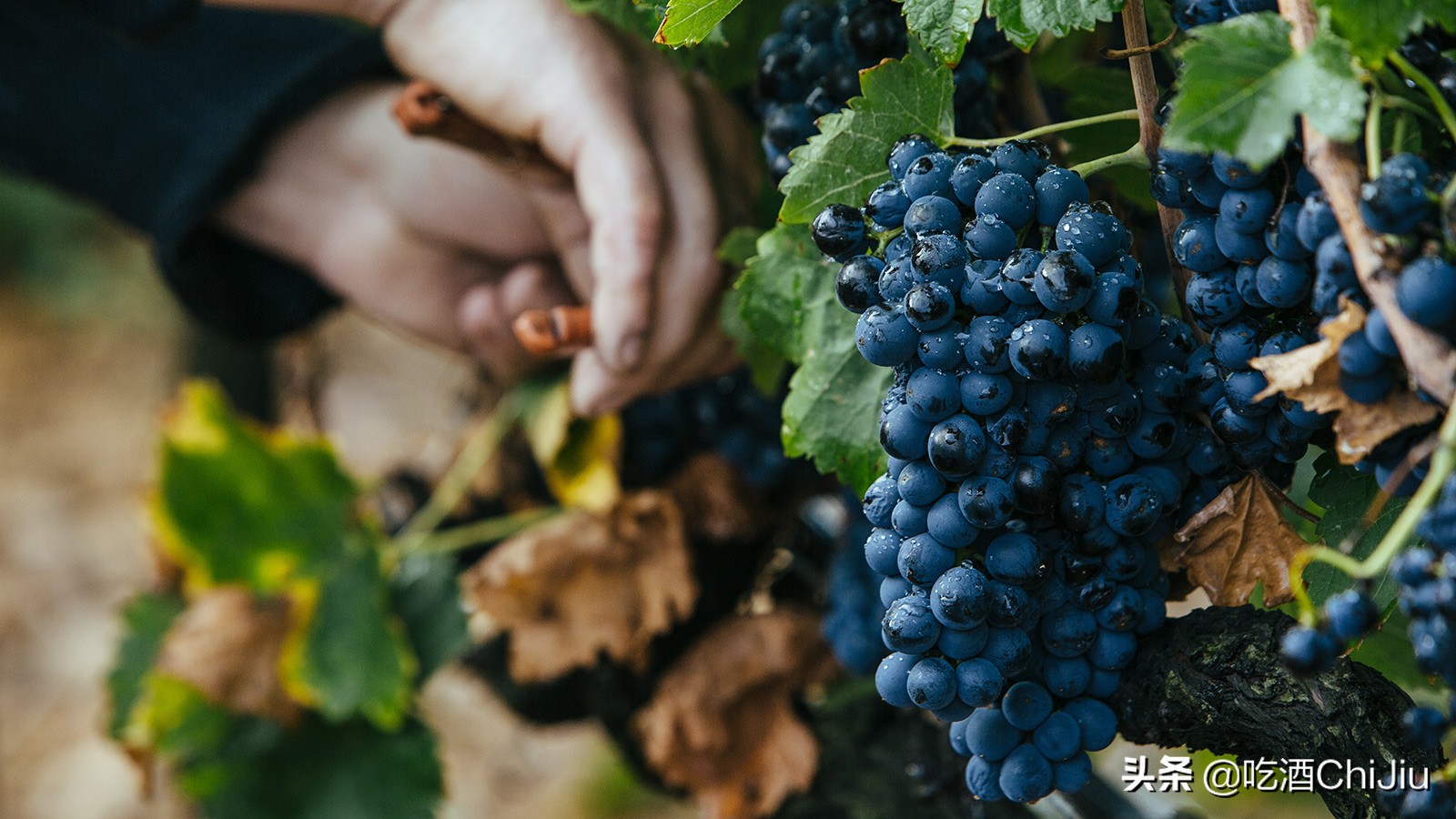 “奔富389”和“奔富407”，有哪些不同？