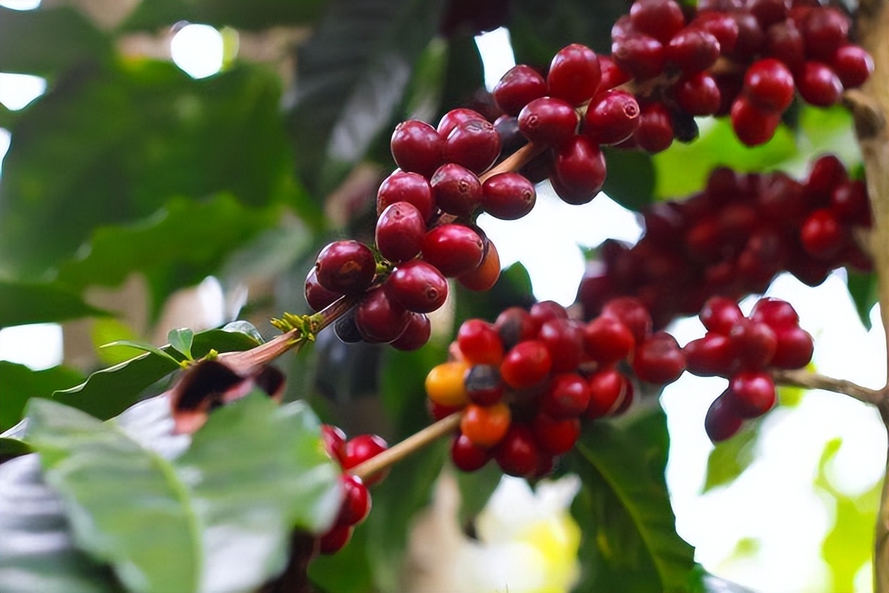 variety咖啡品种,咖啡品种大全及图解