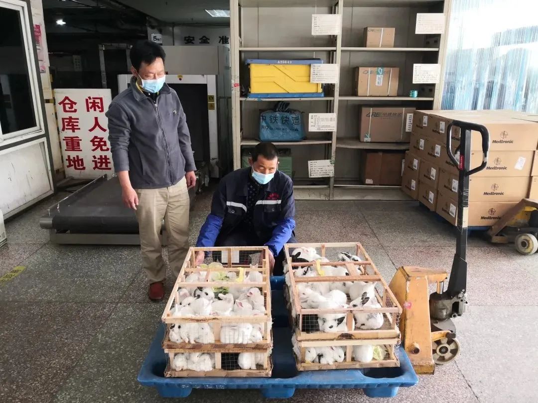 铁路托运宠物,专门的宠物托运都怎么托运的