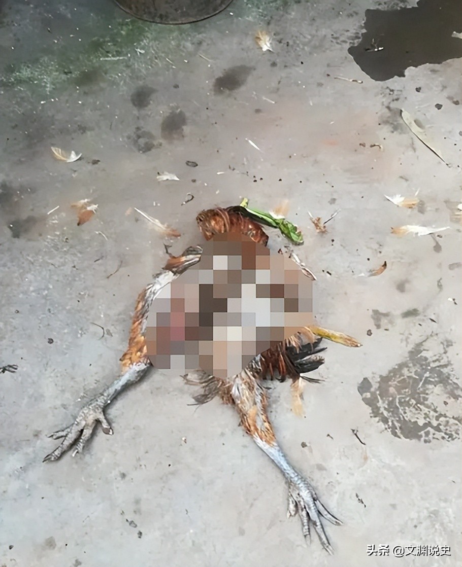 广东老太在山上抱回一只野猫,广东老太捡到一只猫仔