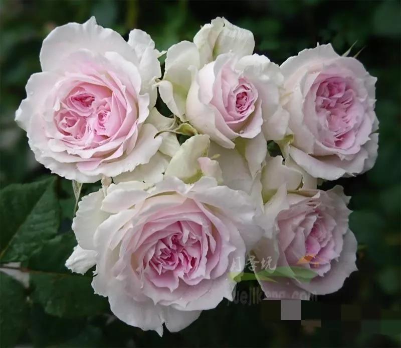 常见切花月季一览（45）