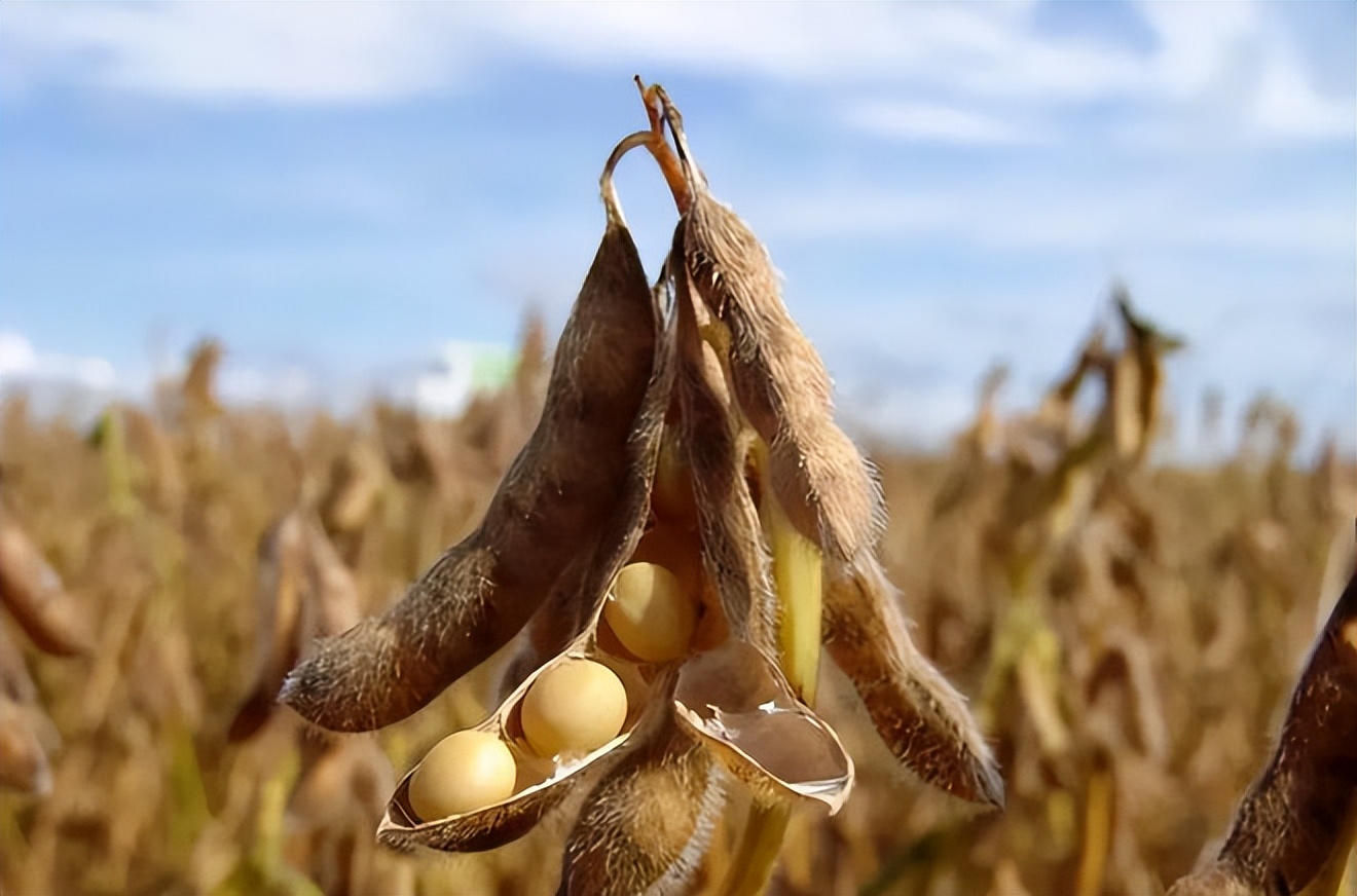 中国赠送美国大豆种子,中国大豆种子是谁送给美国的