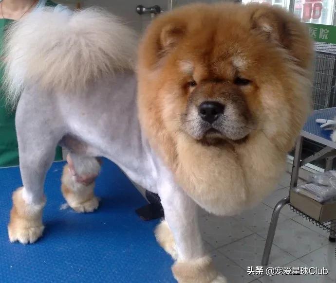 松狮犬是大型犬吗,熊仔松狮犬