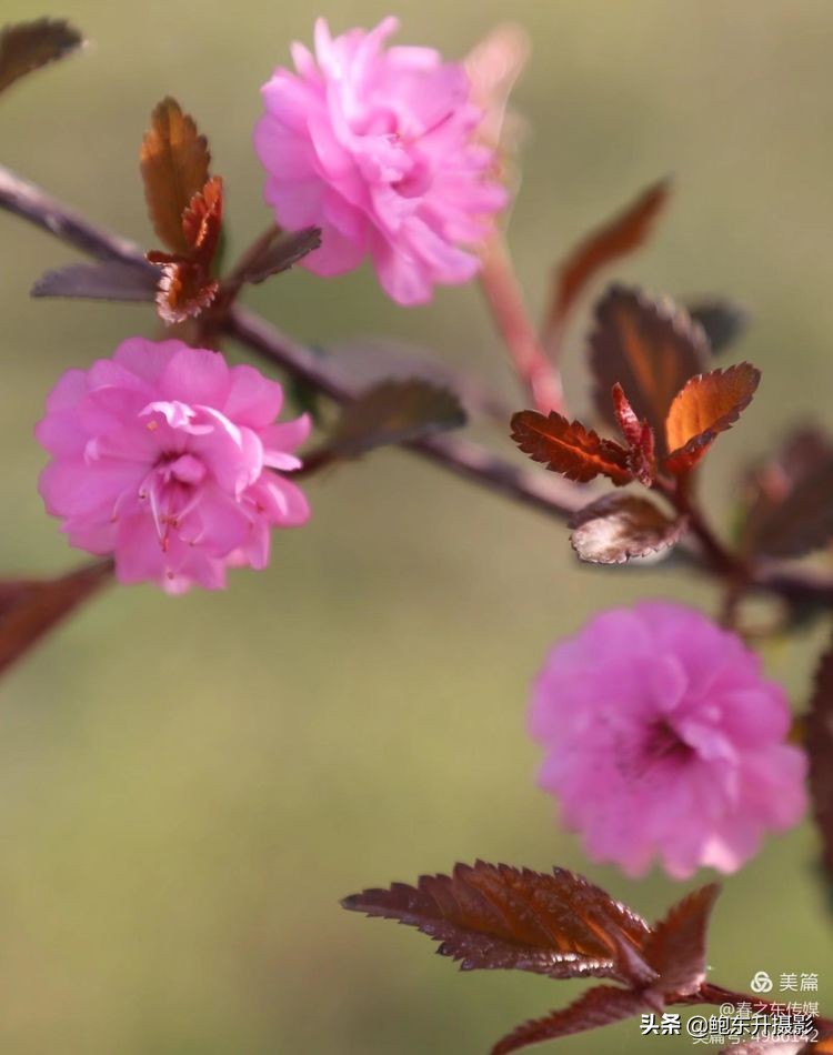 清晨的公园静态美和动态美,运城体育公园夜间灯光