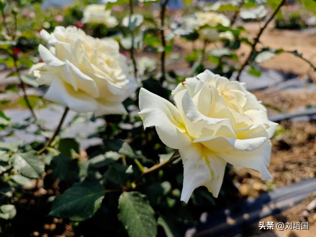 市花月季公园,市花月季