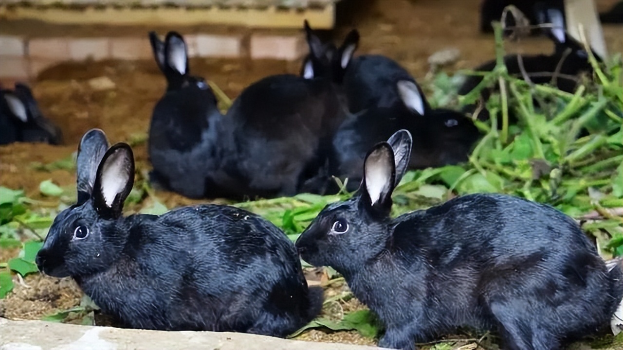 黑兔遇青龙是大灾之年吗,黑兔年可以提不吉利的事吗