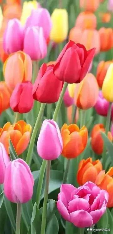 绝美郁金香花图片,绝美郁金香图片大片