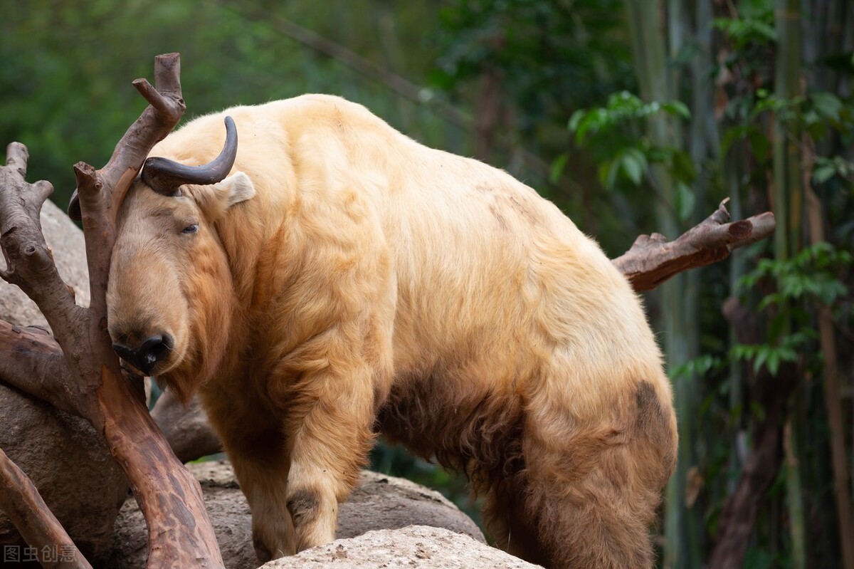 杀死老虎要判多少年,杀死老虎违法吗