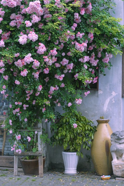 蔷薇花的古诗词,关于蔷薇花的古诗词大全