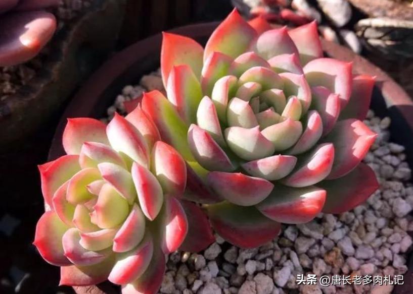 多肉娜娜小勾好出状态吗,多肉娜娜小勾皮实吗