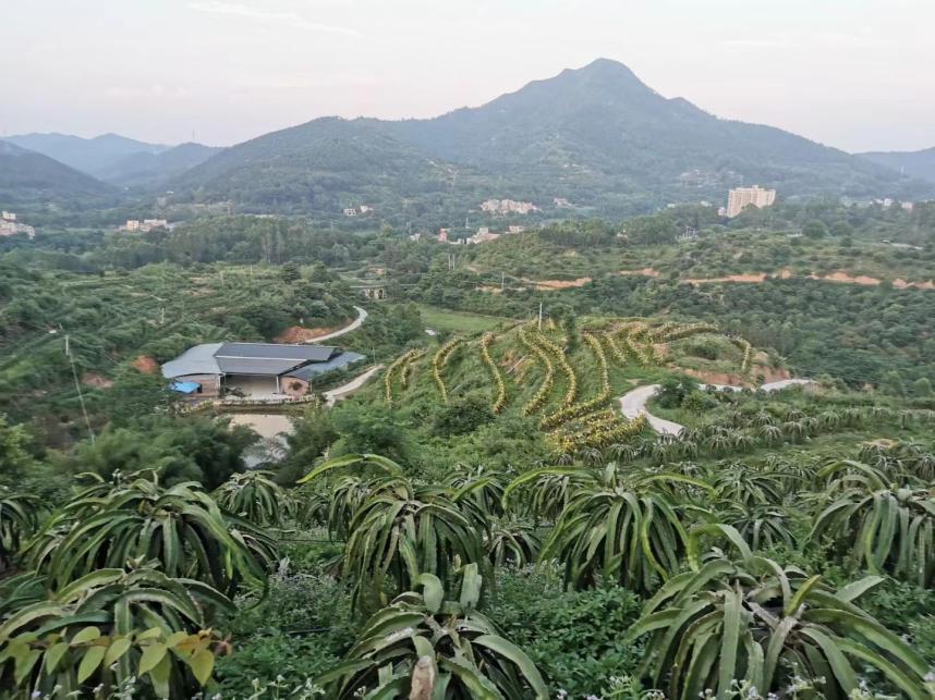 云浮市云安区委书记梁玉莉：书记家访，切实解决群众“急难愁盼”问题