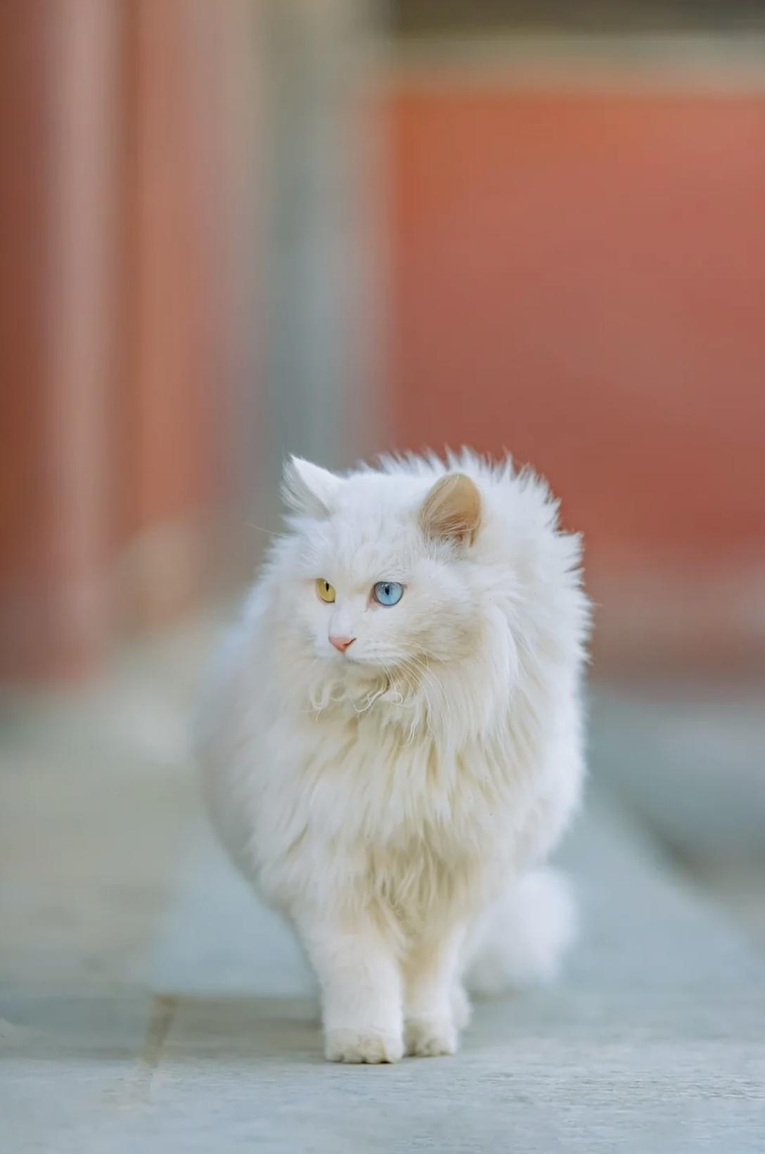 治愈系壁纸｜132张可爱小猫咪的样子