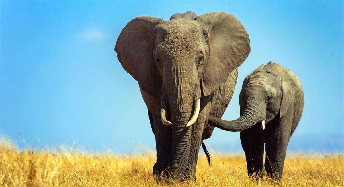 世界上最聪明的动物是什么动物,世界上最聪明的十种动物排名