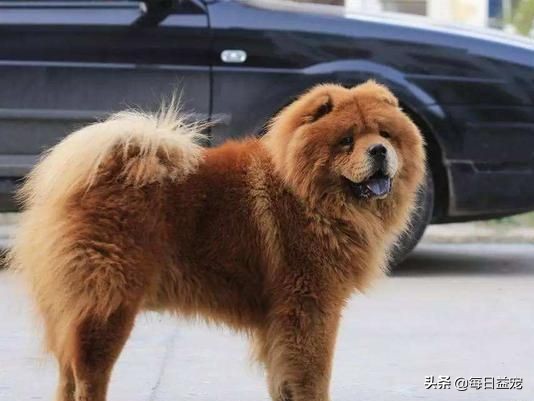 松狮边牧的优点和缺点,松狮的优点和缺点