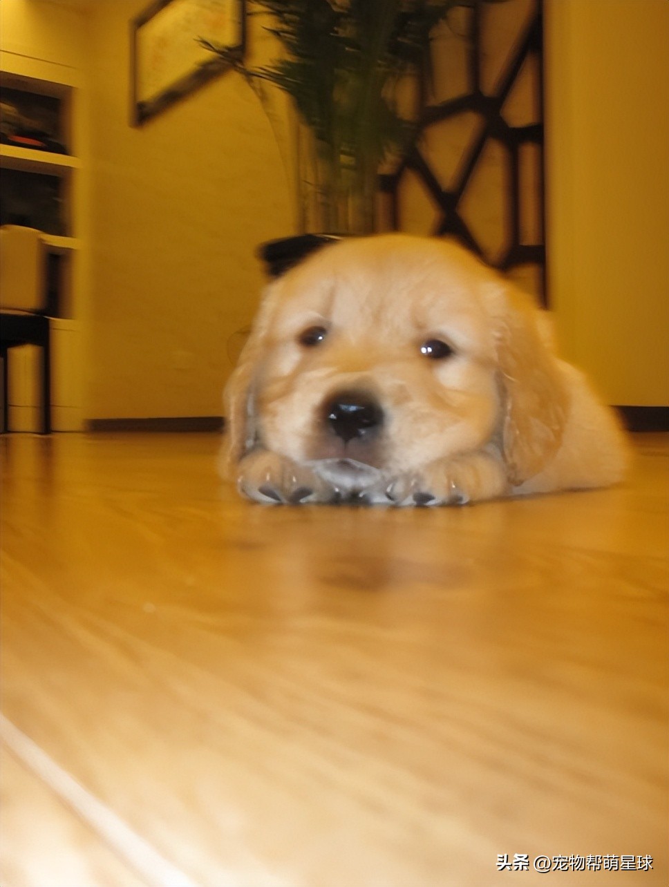 如果有一天，我的宠物不在了，怎么办？