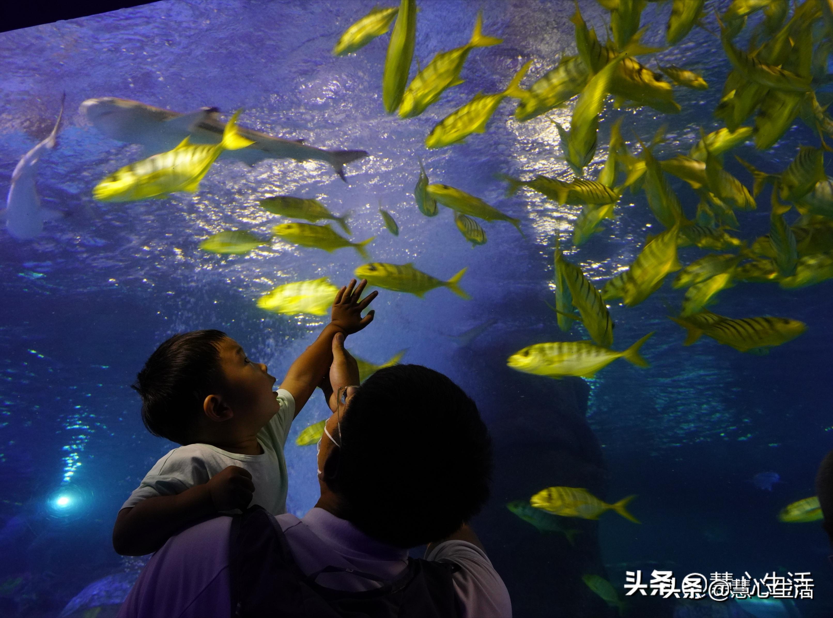 带宝宝出去看海底世界,北京太平洋海底世界预约