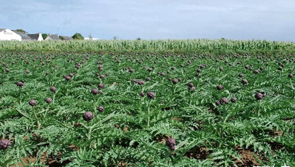 农民药材遭哄抢大哭报警法律解析,农民药材遭哄抢辟谣