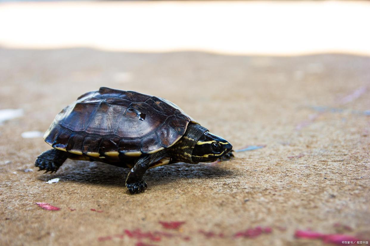 养龟玩繁殖可以赚钱吗,在家创业养龟能赚钱吗