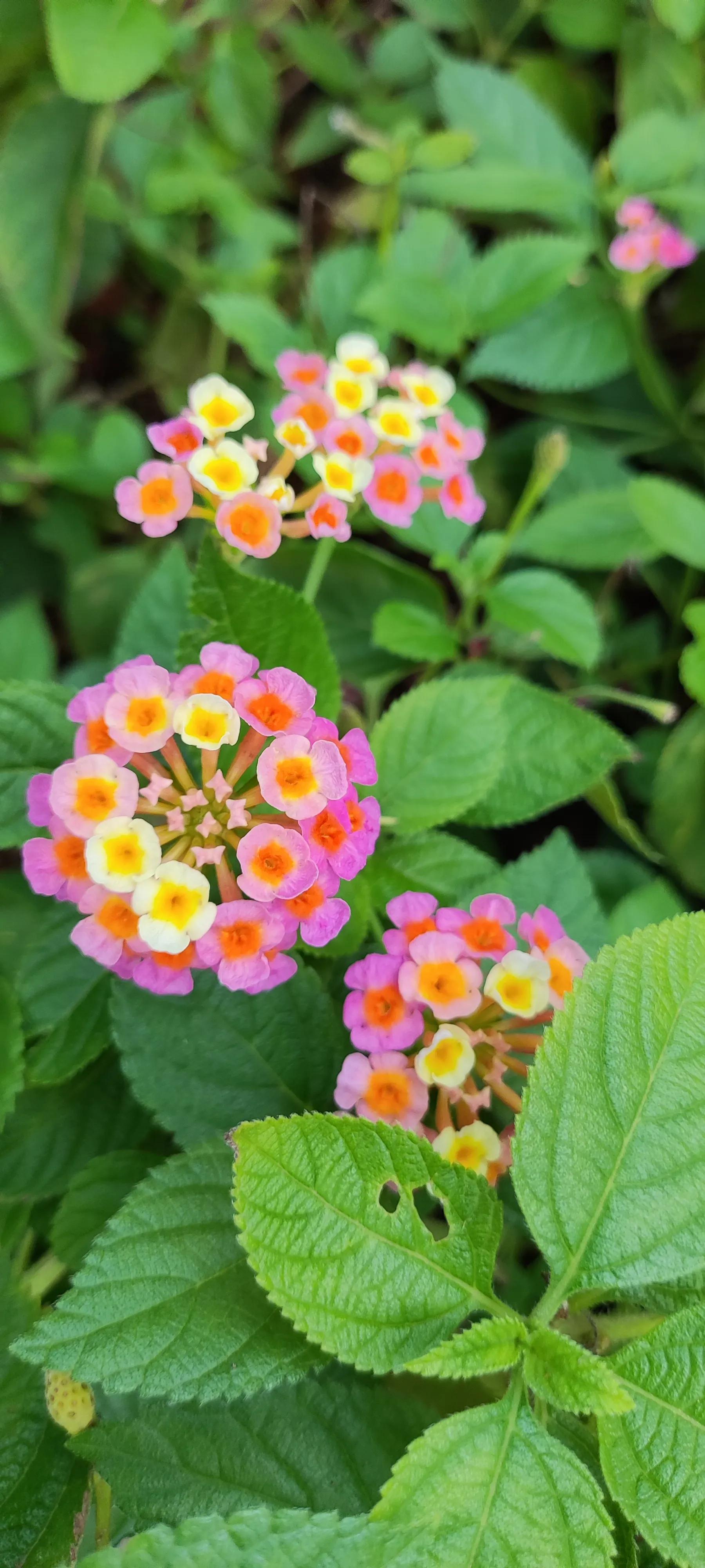 夏天就是浪漫的世界,夏天就是太阳花的世界