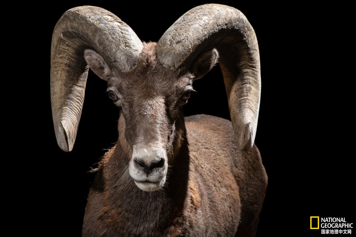 美国最神秘的物种,美国独有物种