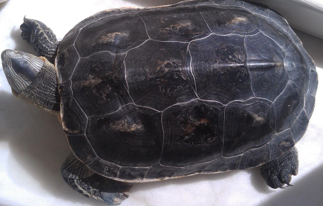 乌龟水怎么去臭,乌龟缸的水两天就很浑浊很臭