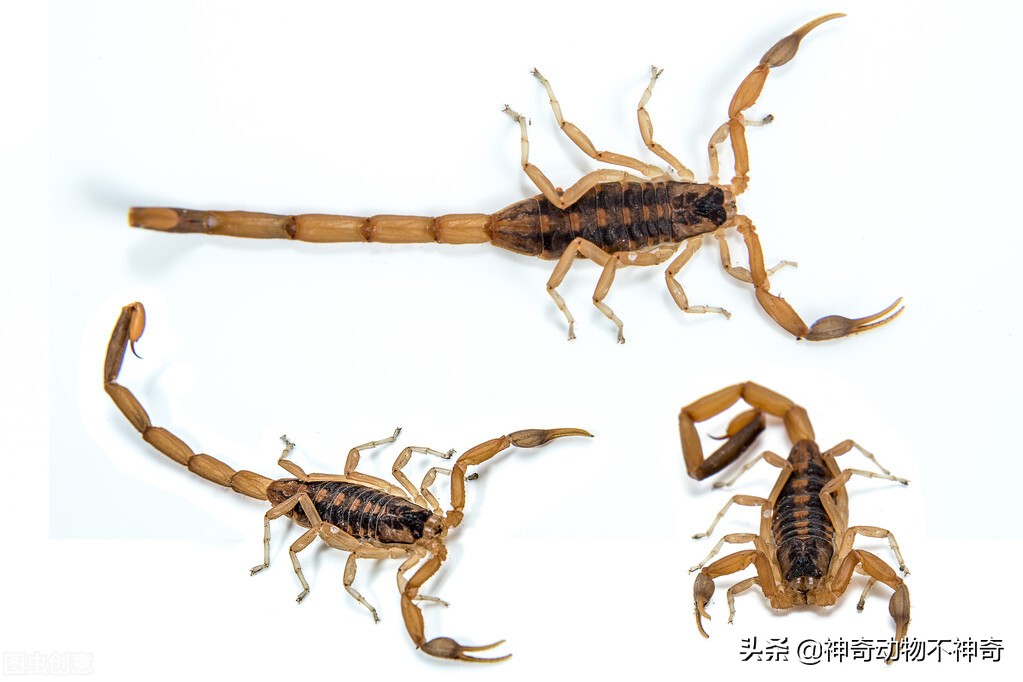 世界上最致命的毒蝎,致命毒蝎子