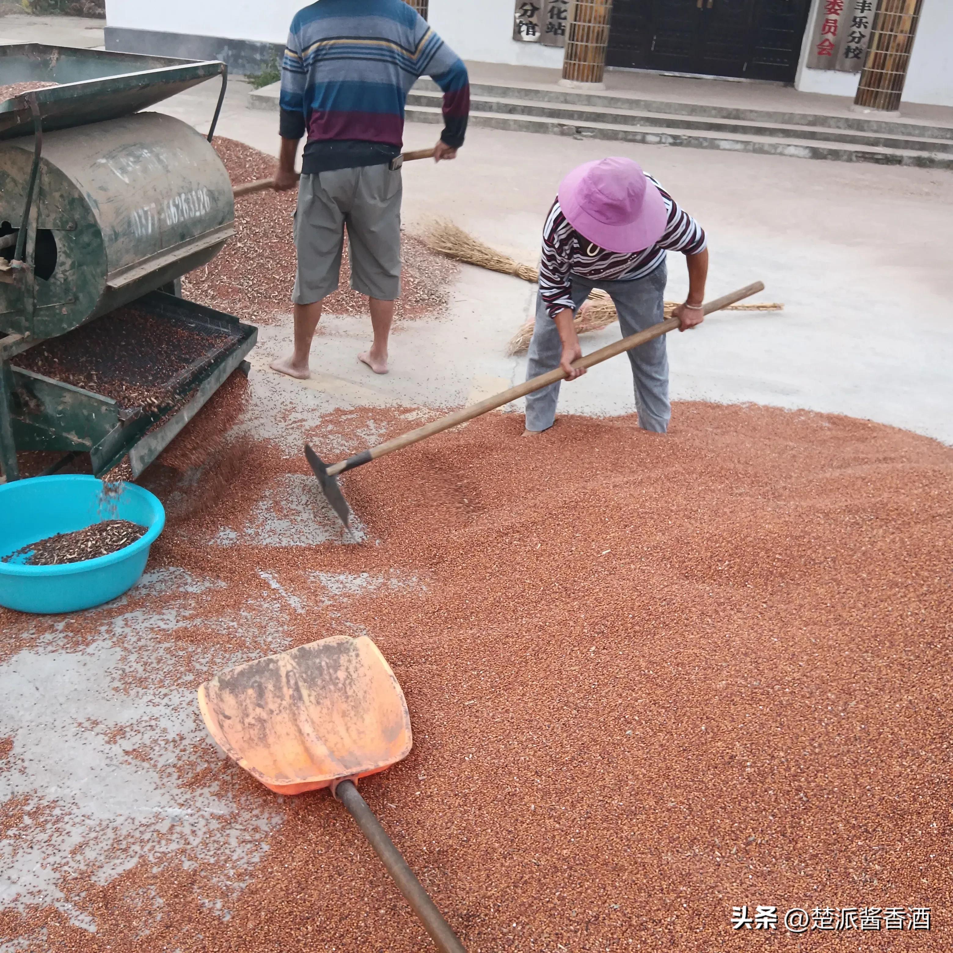酱香酒优质糯高粱,哪一款酱香酒是用本地优质高粱的