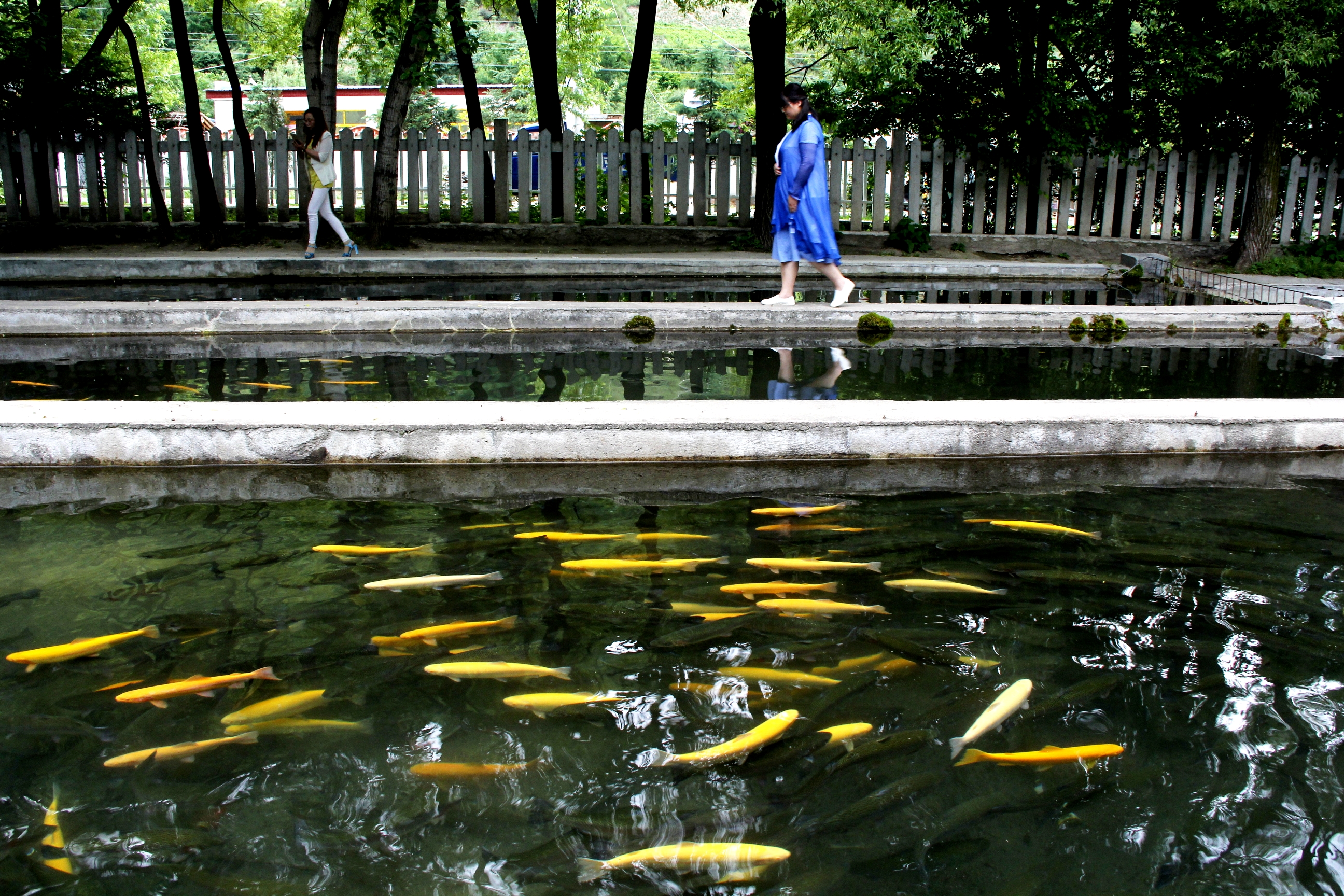 天然氧吧养生避暑,洗肺养心醒脑的天然大氧吧