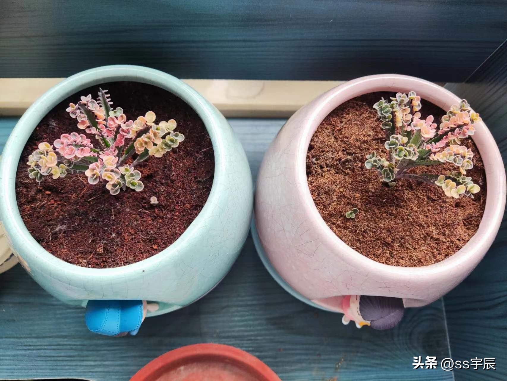 落地生根不死鸟的片叶能种吗,不死鸟多肉怎么养成老桩