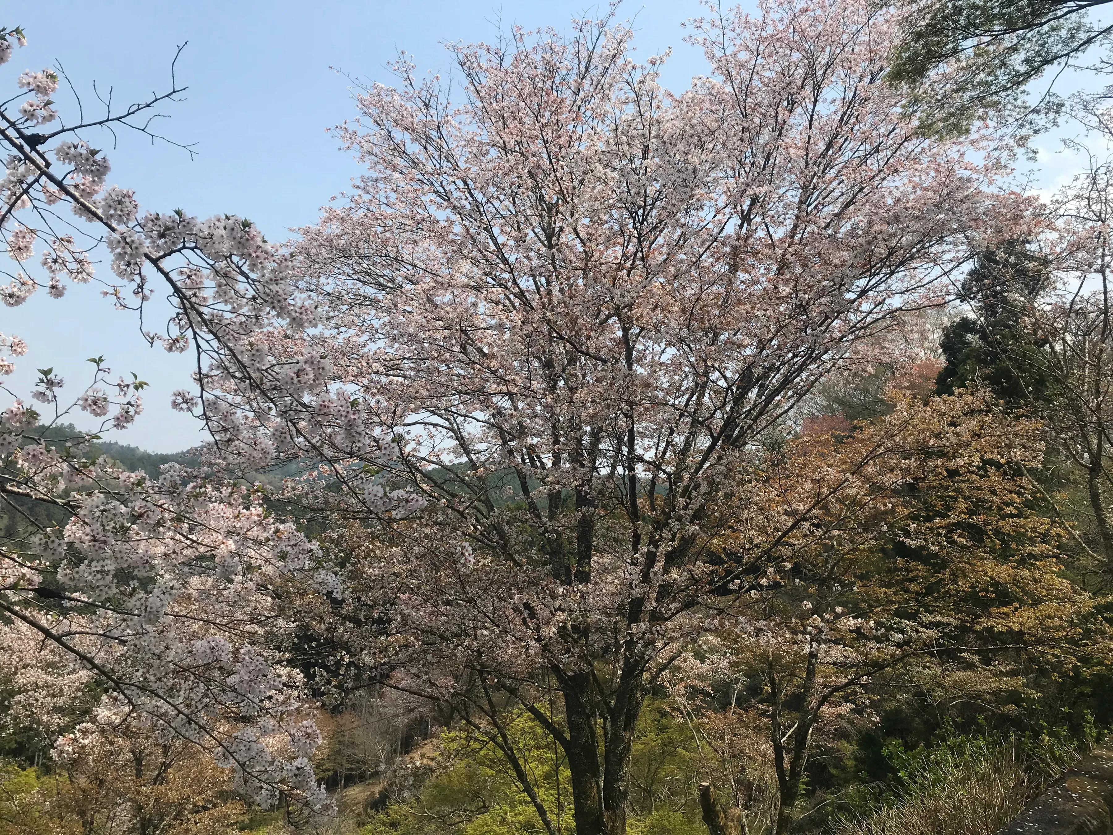 日本游玩景色樱花,日本旅游风景樱花