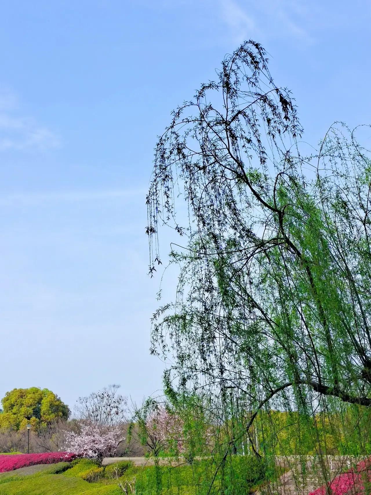 古人笔下那些绝美的柳诗词,古诗唐代诗人咏柳