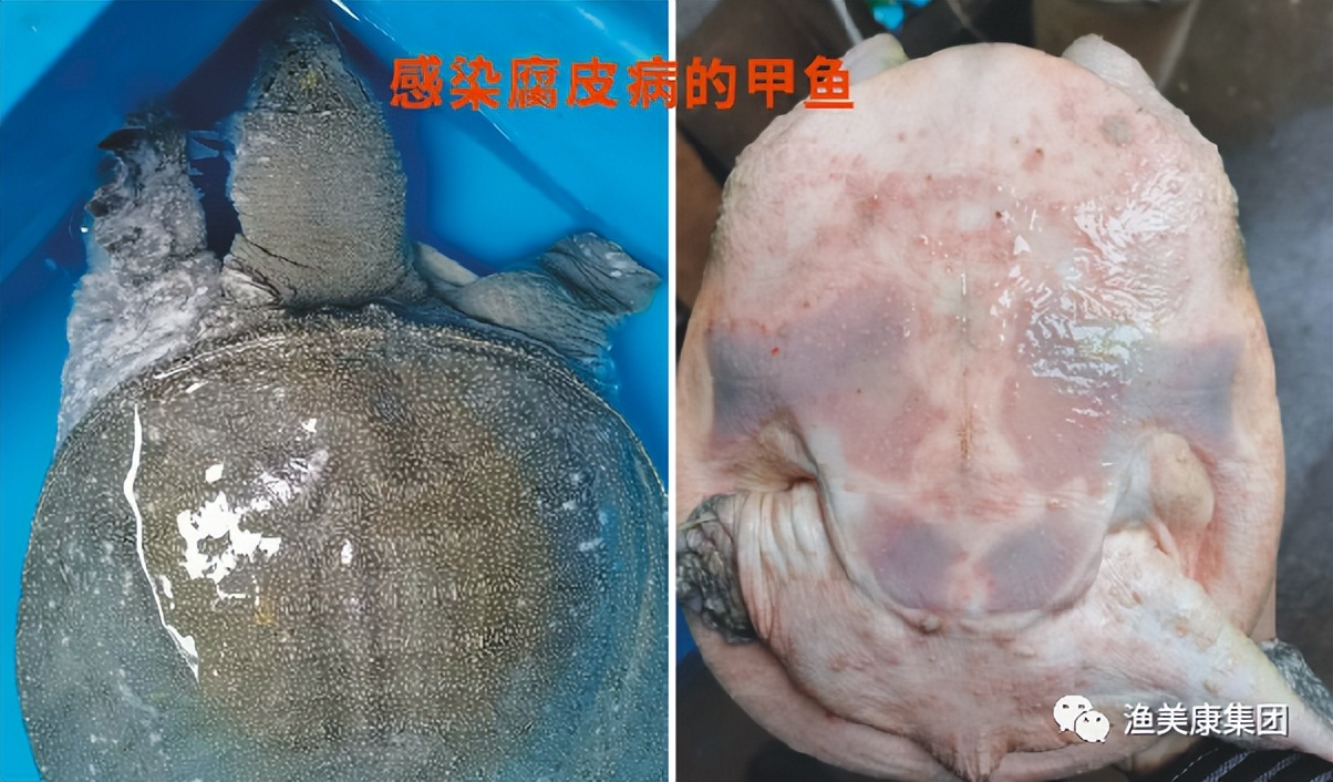 养殖甲鱼水霉病怎样处理,甲鱼腐甲最简单的处理