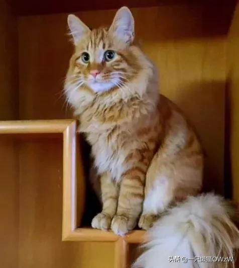 我家的缅因猫长得像老虎,缅因猫为什么像老虎